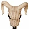 Ram Skull Decoration