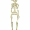 20 Inch Two-Headed Skeleton