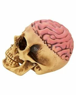 Skull With Brain Decoration -Spook & Style Shop 01573070 d