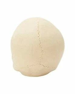 Jawless Skull Set - 3 Pack -Spook & Style Shop 07641780 d